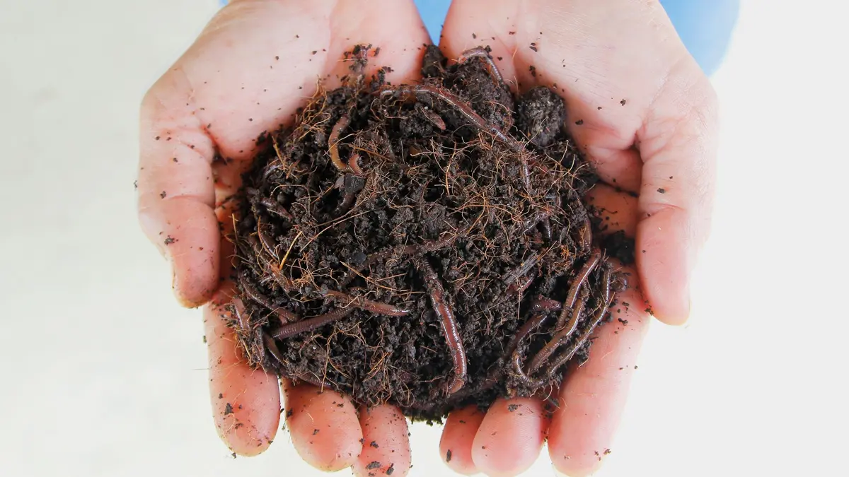 Two hands are shown cupping a handful of soil and red-brown earthworms.