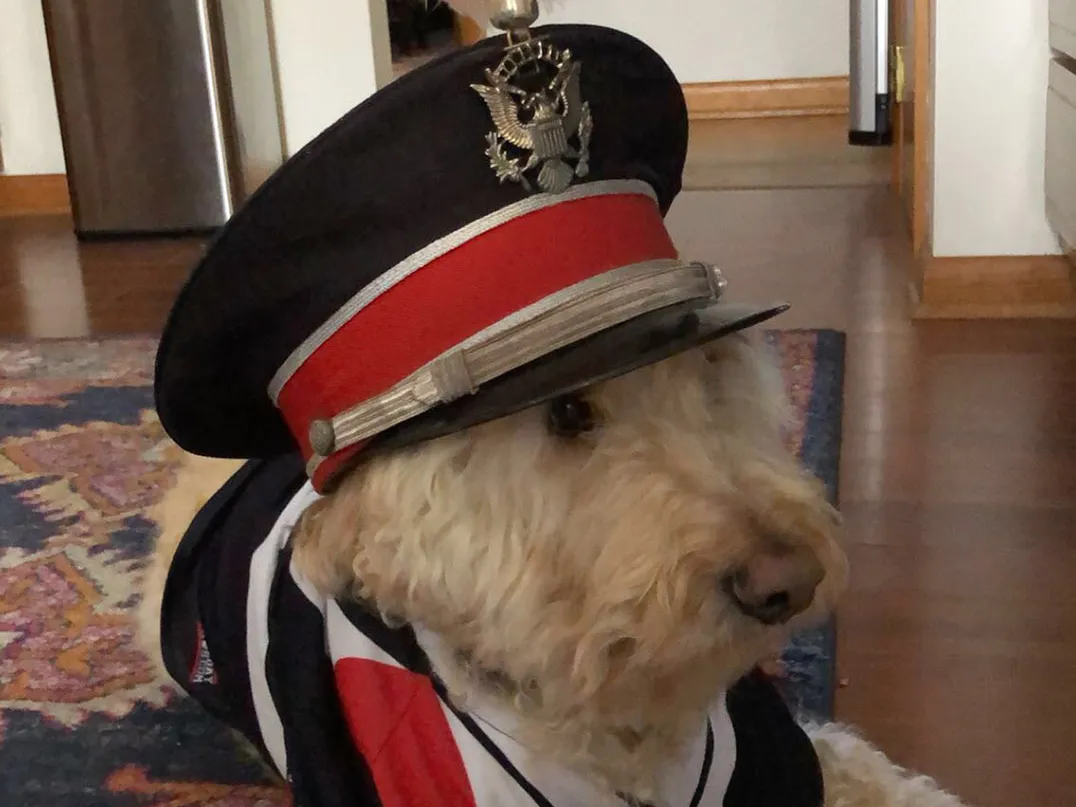 A light colored-curly coated dog wears a drum major's hat and coat